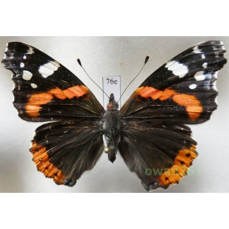 Vanessa atalanta (Linnaeus, 1758) Poland76e